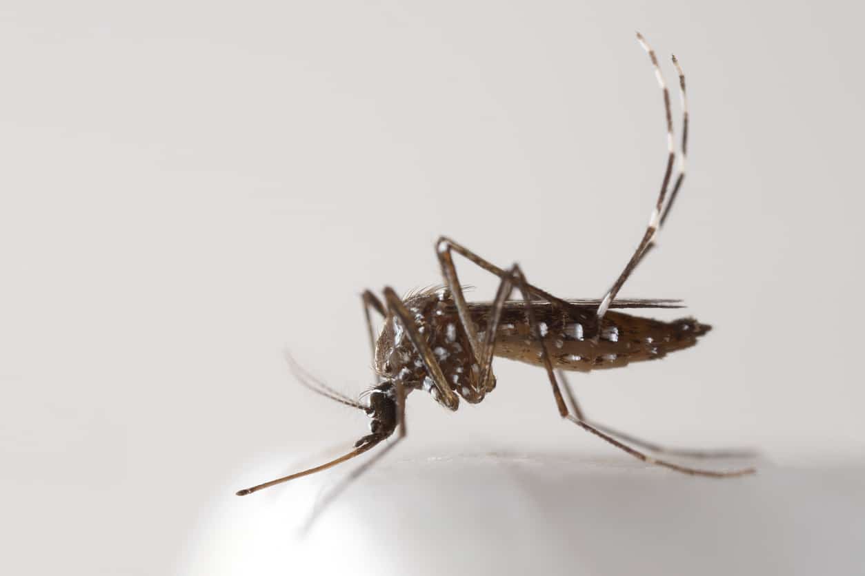 Macro Photo of Yellow Fever Mosquito on White Floor