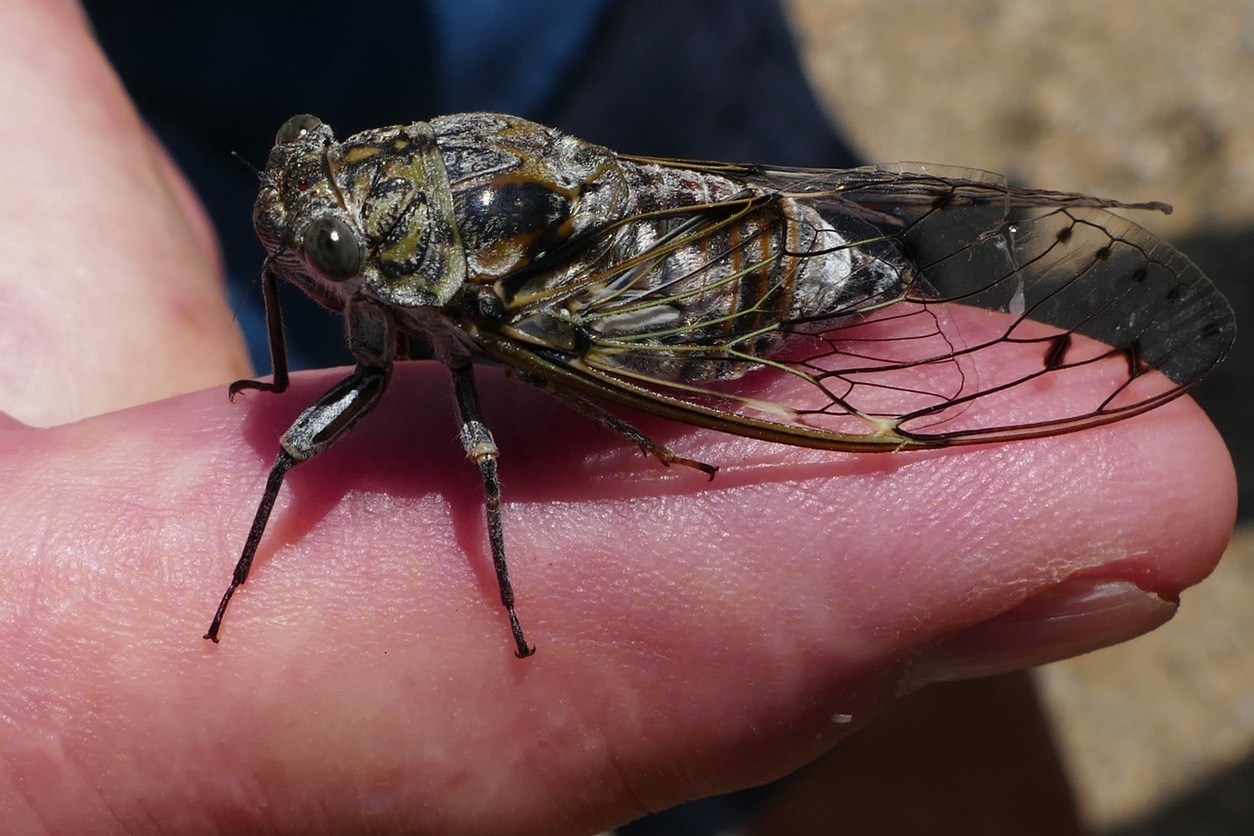 Cicadas are everywhere in Gruissan